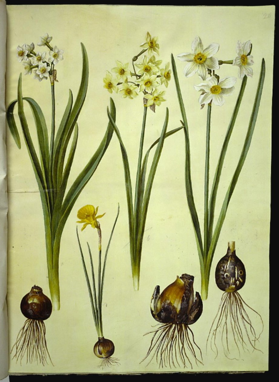 Narcissus tazetta (tazette); Narcissus ×medioluteus (toblomstret daffodil); Narcissus bulbocodium (crinoline daffodil) 作者 汉斯-西蒙·霍尔茨贝克
