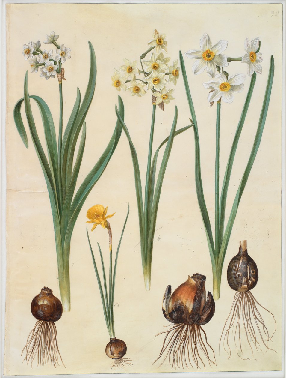 Narcissus tazetta; Narcissus orientalis; Corbularia bulbocodium 作者 汉斯-西蒙·霍尔茨贝克