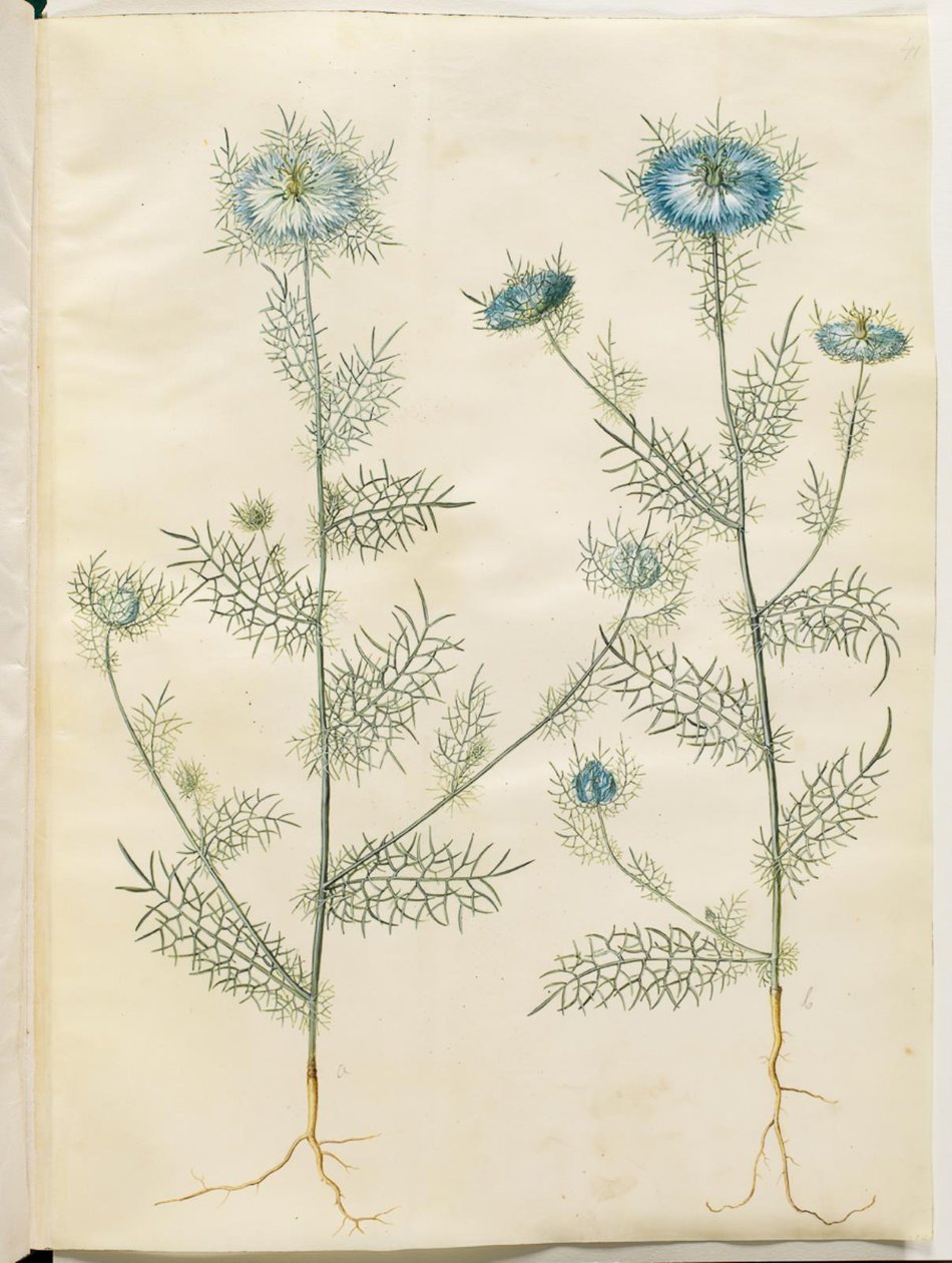 Nigella damascena（绿色中的处女香） 作者 汉斯-西蒙·霍尔茨贝克