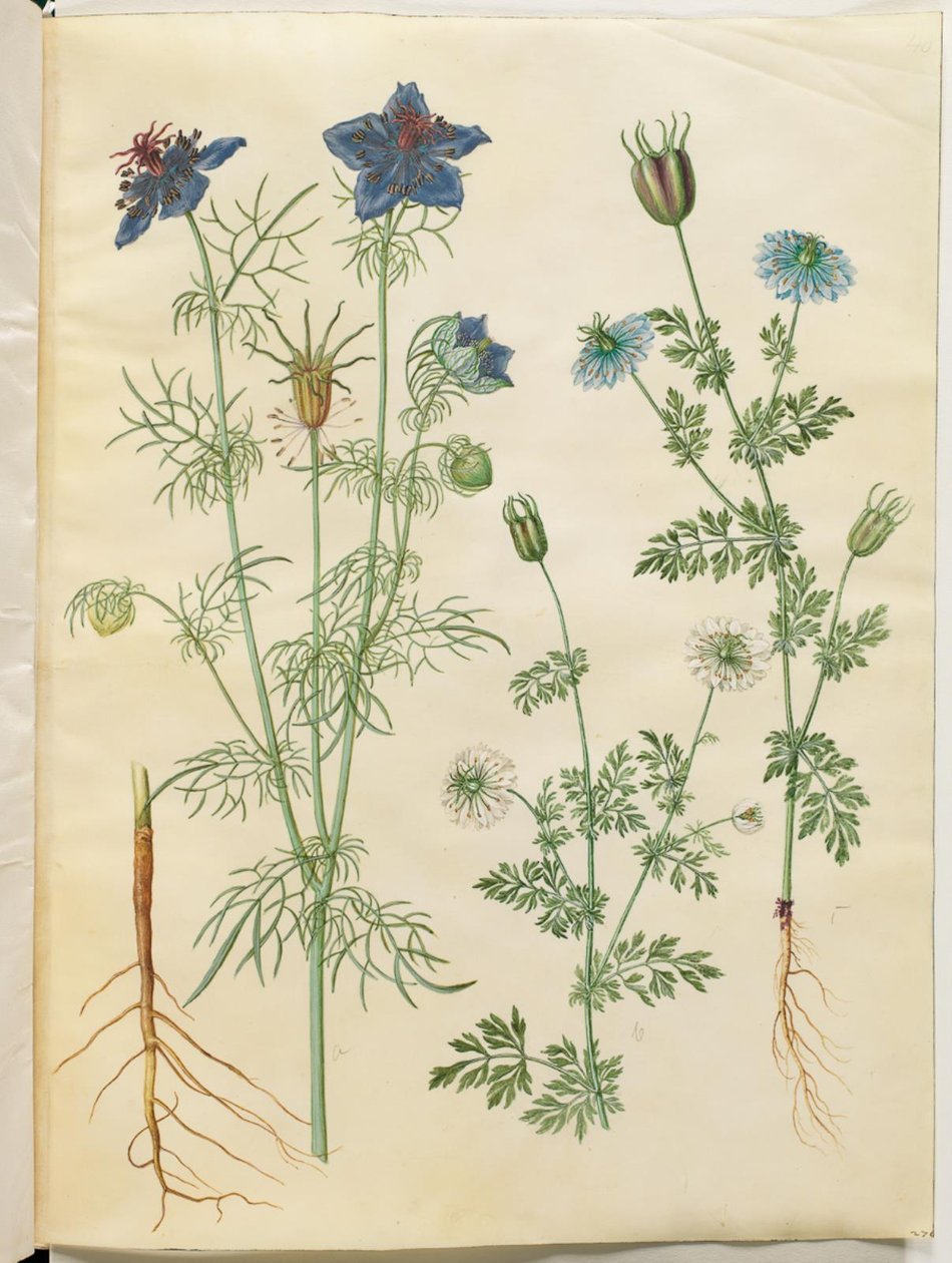 Nigella hispanica (devil in the bush); Nigella sativa (blackbird) 作者 汉斯-西蒙·霍尔茨贝克