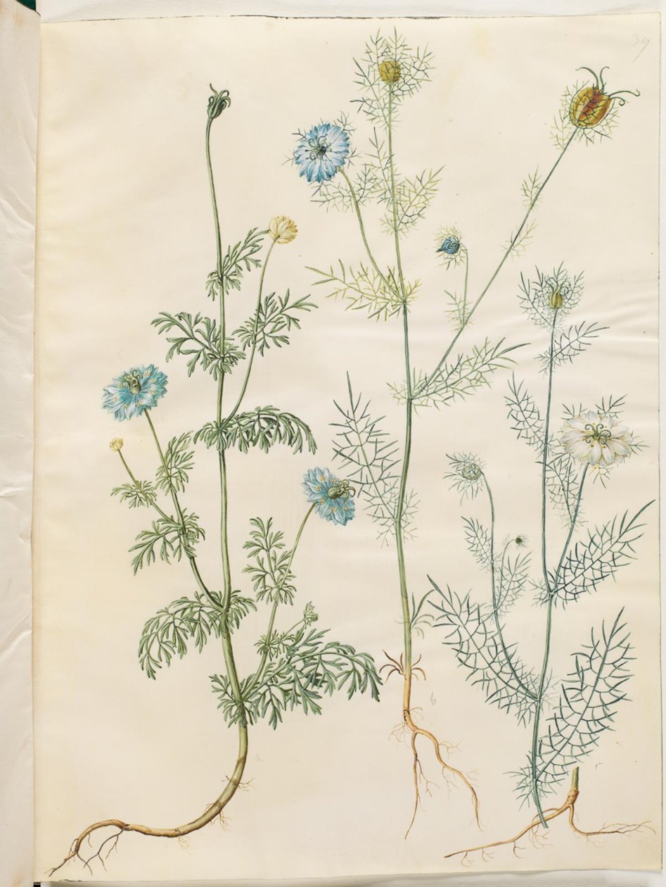 Nigella sativa（黑缨）；Nigella damascena（绿中处女） 作者 汉斯-西蒙·霍尔茨贝克