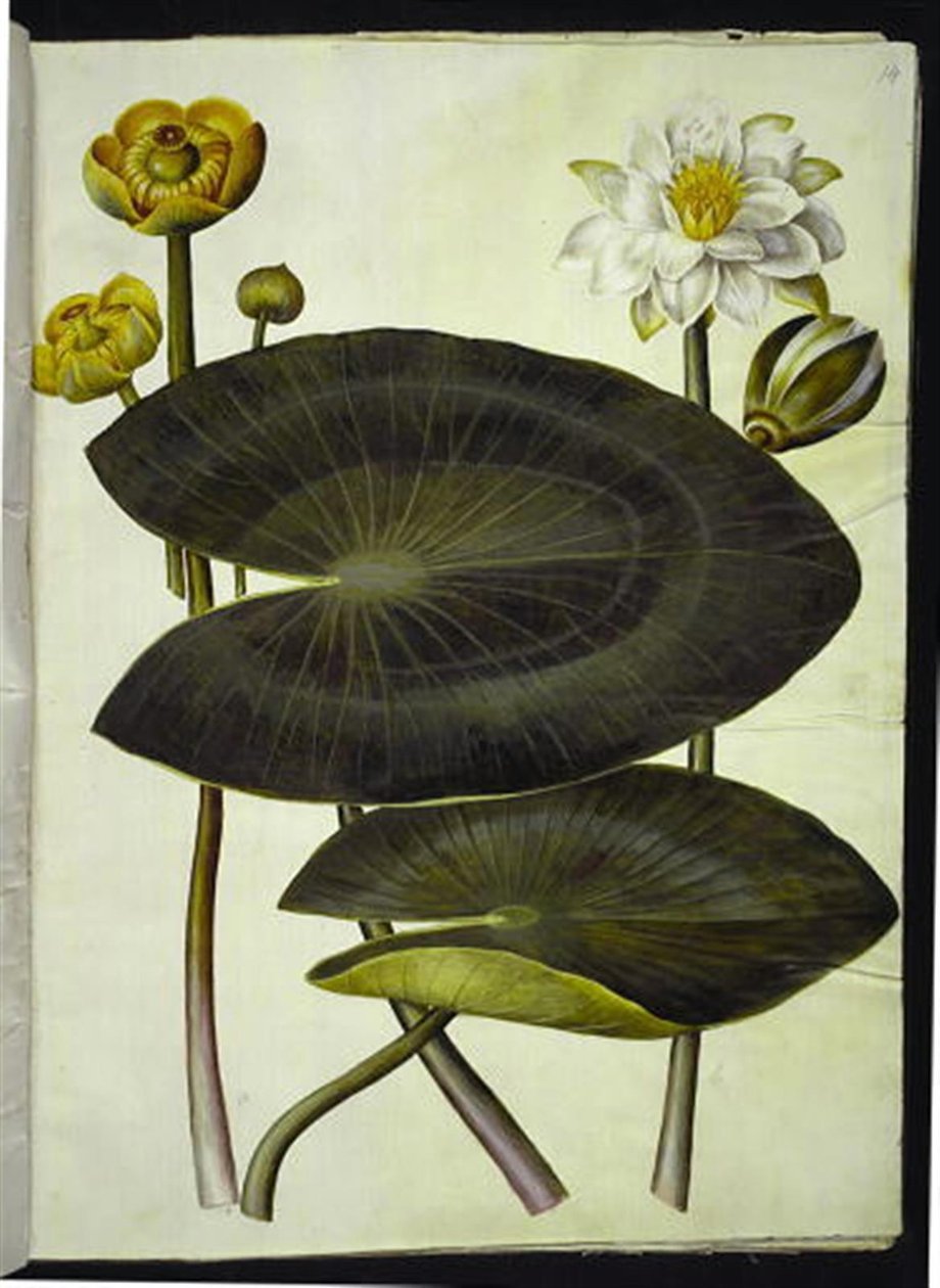Nuphar lutea（黄色睡莲）；Nymphaea alba（白色睡莲） 作者 汉斯-西蒙·霍尔茨贝克