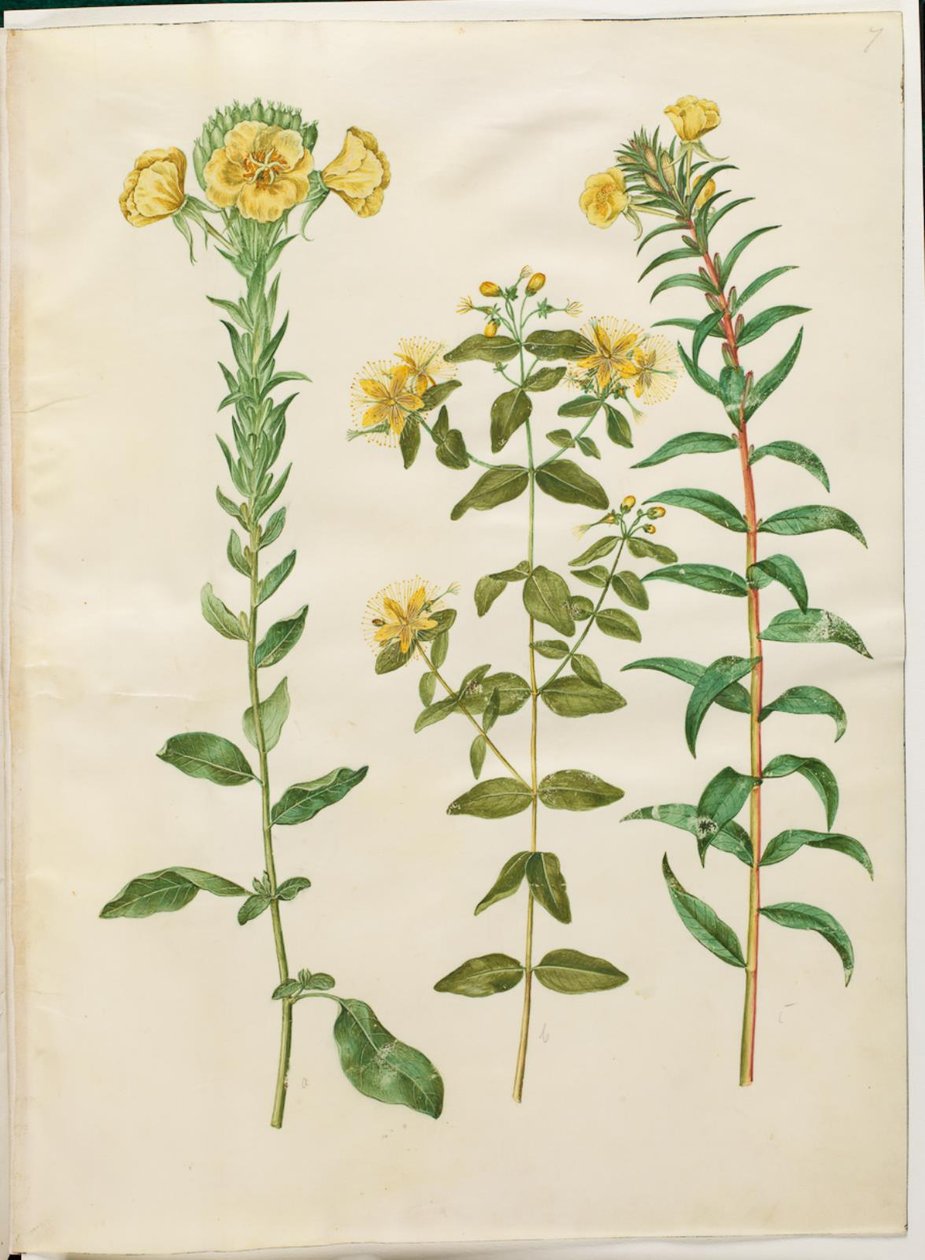 Oenothera biennis（二年生月见草）；Hypericum hircinum（臭圣约翰草）；Oenothera rubricaulis（红果月见草） 作者 汉斯-西蒙·霍尔茨贝克