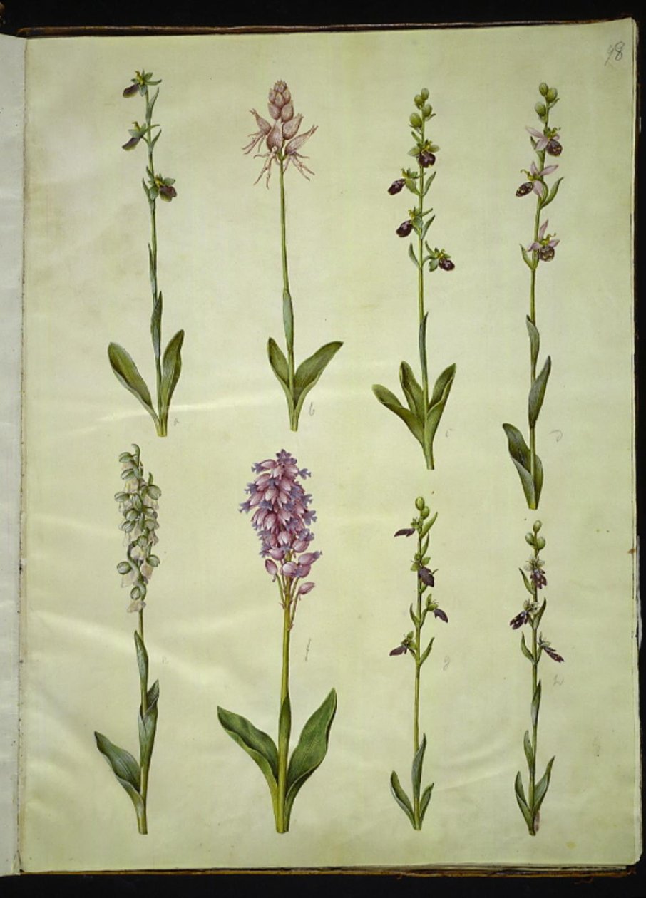 Ophrys apifera 或 Ophrys sphegodes（蜜蜂琼花或早期苍蝇琼花）；"Orchis simia"（幻想花）；Ophrys apifera（蜜蜂苍蝇琼花）；Orchis（杜鹃花）；Orchis militaris（骑士杜鹃花）；Ophrys insectifera（普通苍蝇琼花） 作者 汉斯-西蒙·霍尔茨贝克