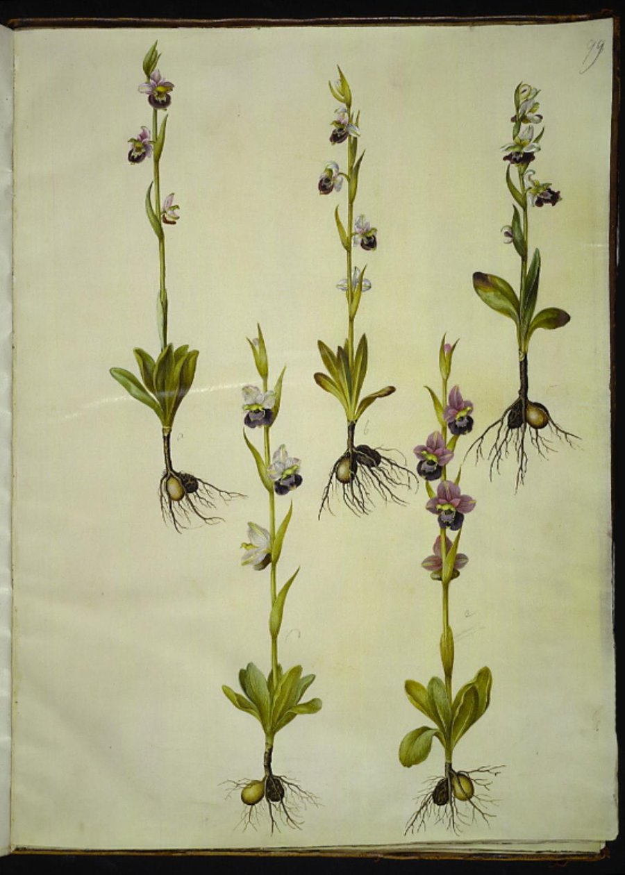 鹅掌楸（drone-flueblomst） 作者 汉斯-西蒙·霍尔茨贝克