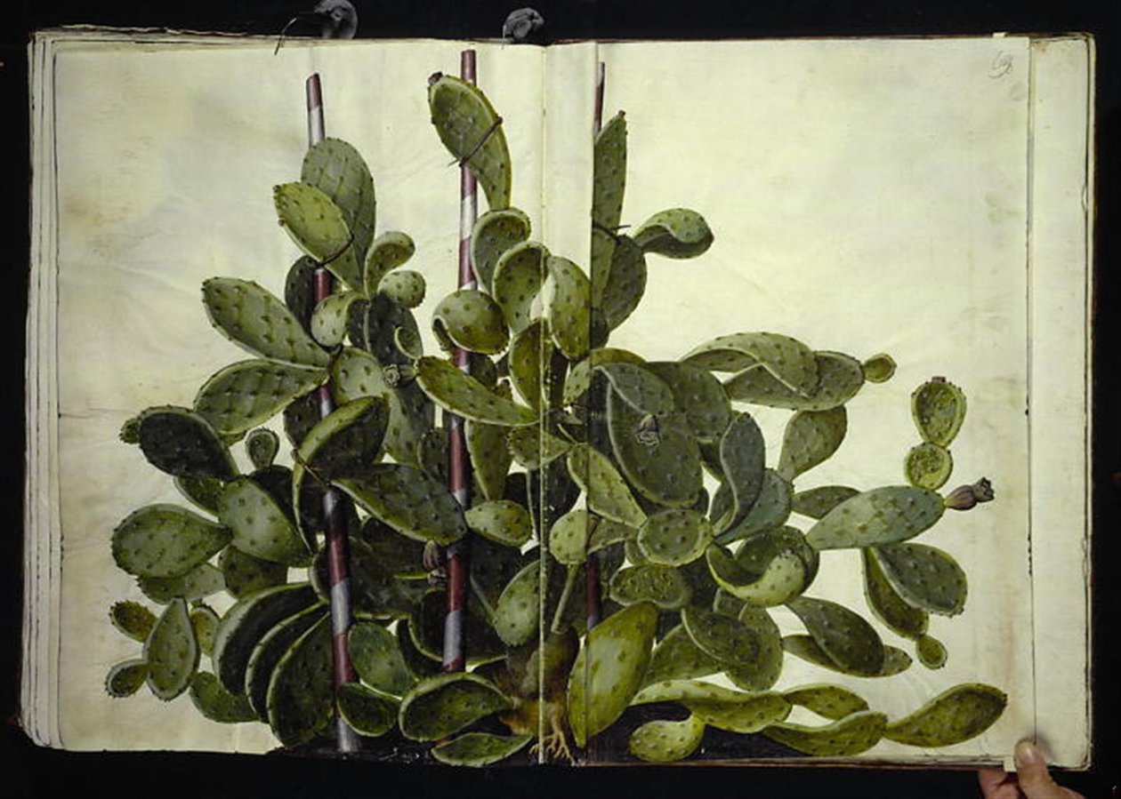 Opuntia ficus-indica, Opuntia humifusa eller Opuntia monacantha (art af figenkaktus) 作者 汉斯-西蒙·霍尔茨贝克