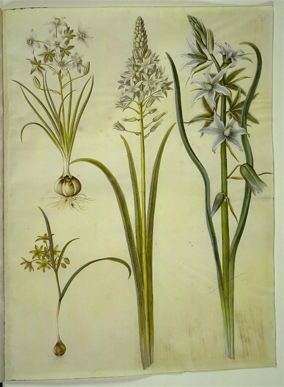 Ornithogalum umbellatum（扫帚雀麦草）；Ornithogalum pyramidale（金字塔雀麦草）；Gagea lutea（普通金星草）；Ornithogalum nutans（点头雀麦草） 作者 汉斯-西蒙·霍尔茨贝克