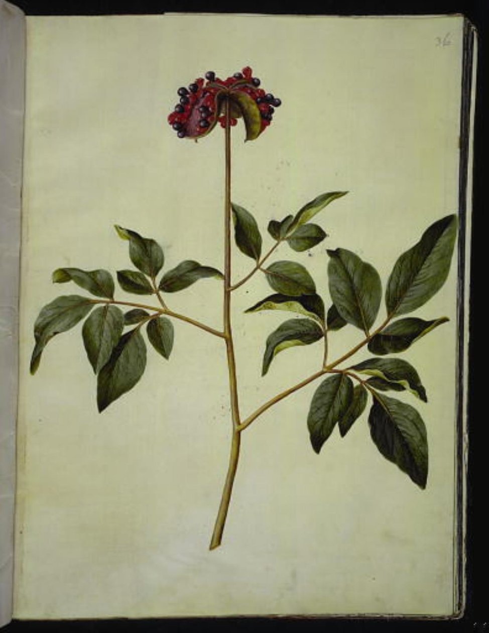 芍药 作者 汉斯-西蒙·霍尔茨贝克