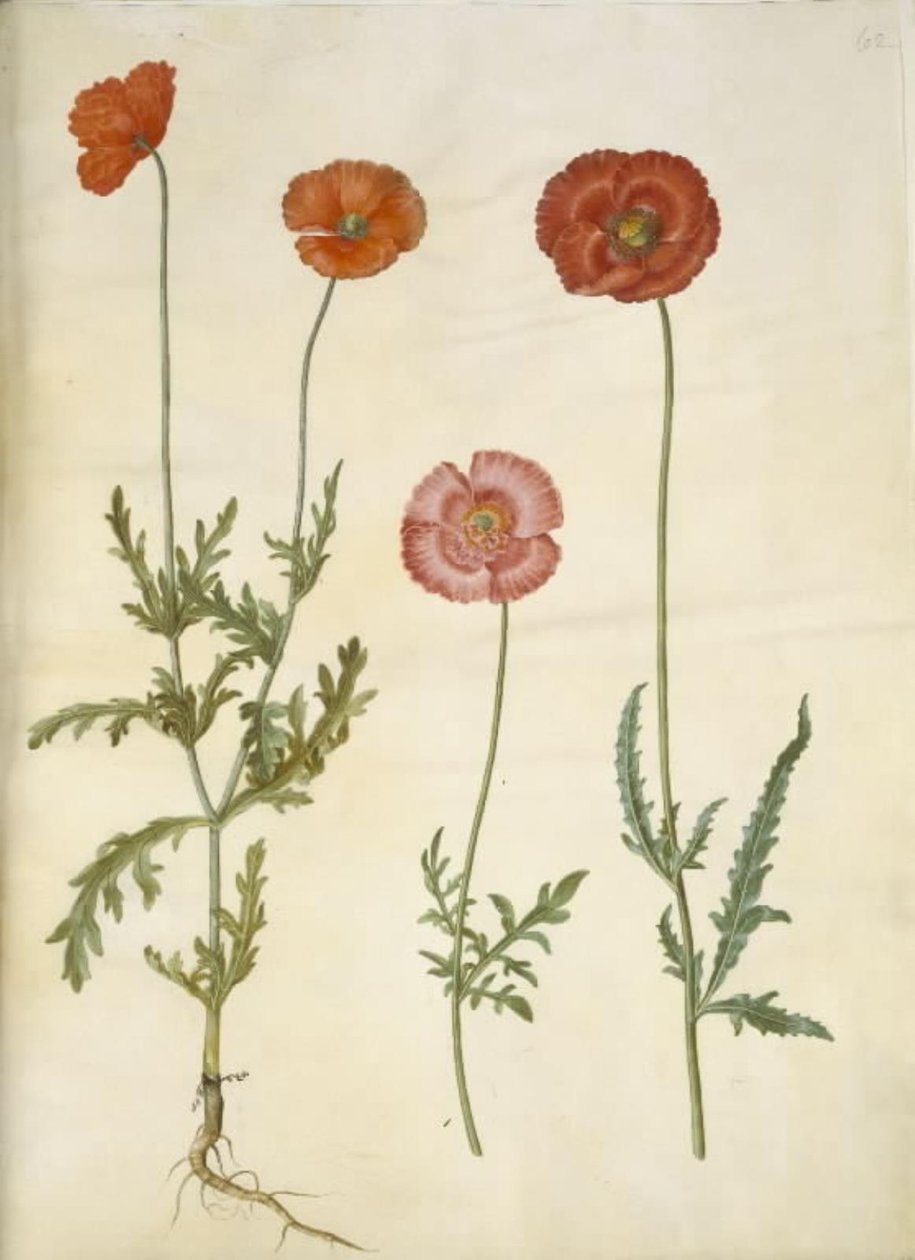 Papaver dubium（栅栏罂粟）；Papaver rhoeas（玉米罂粟） 作者 汉斯-西蒙·霍尔茨贝克