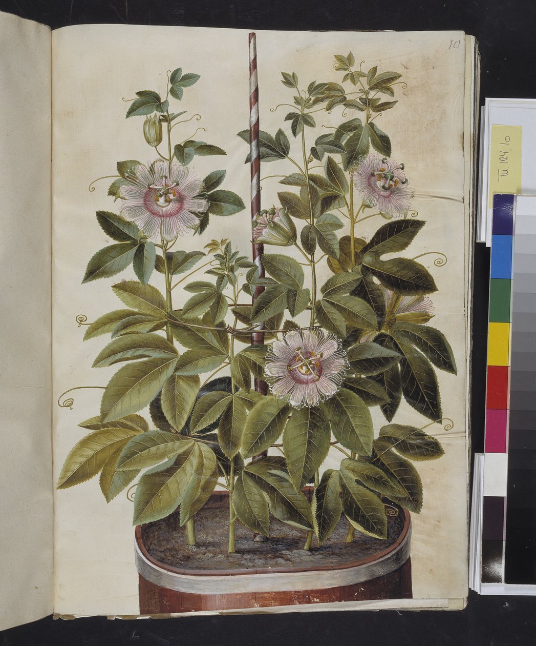西番莲（passionsblomst） 作者 汉斯-西蒙·霍尔茨贝克