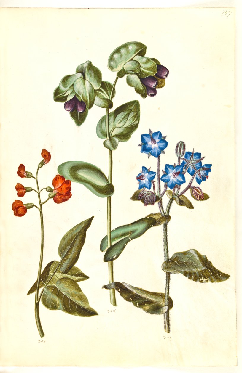 Phaseolus coccineus（豆）；Cerinthe major（大蜡草）；Borago officinalis（琉璃苣） 作者 汉斯-西蒙·霍尔茨贝克