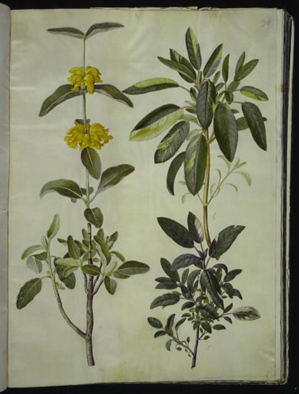 狮尾草；鼠尾草 作者 汉斯-西蒙·霍尔茨贝克