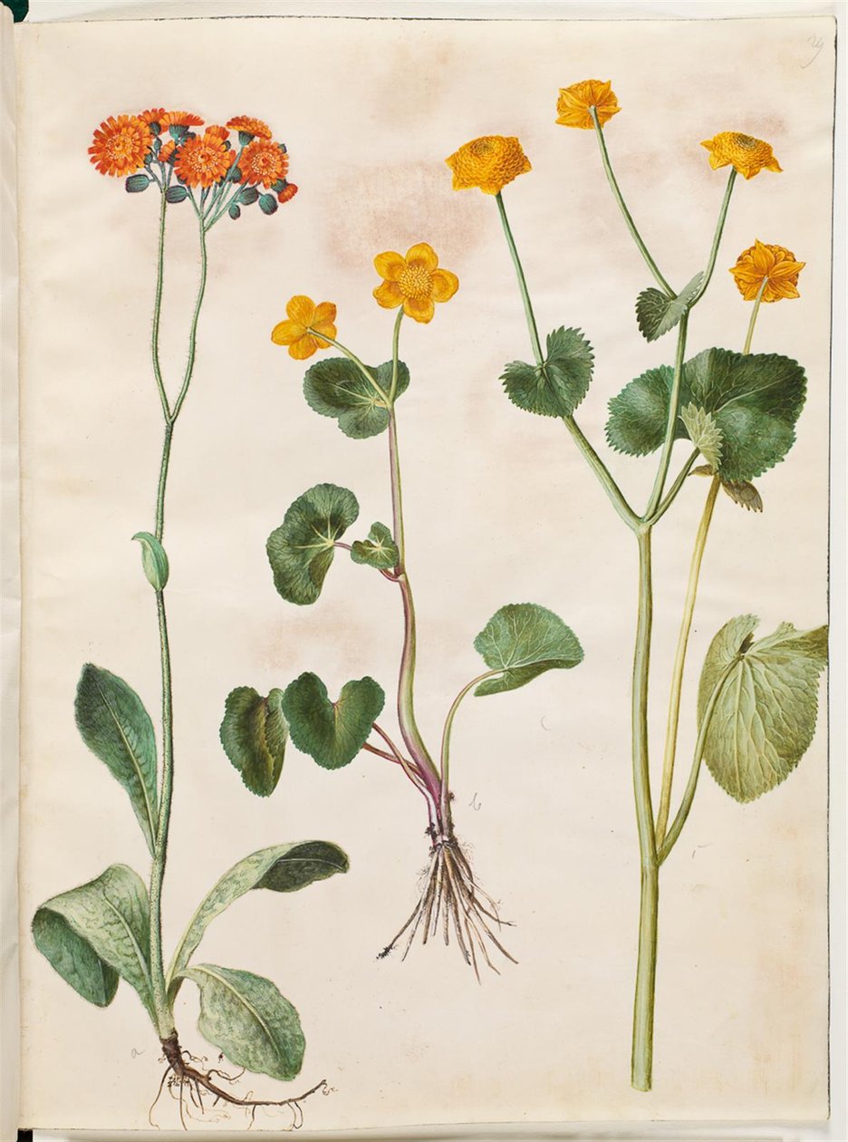 Pilosella aurantiaca (pomerans-høgeurt); Caltha palustris (eng-kabbeleje) 作者 汉斯-西蒙·霍尔茨贝克