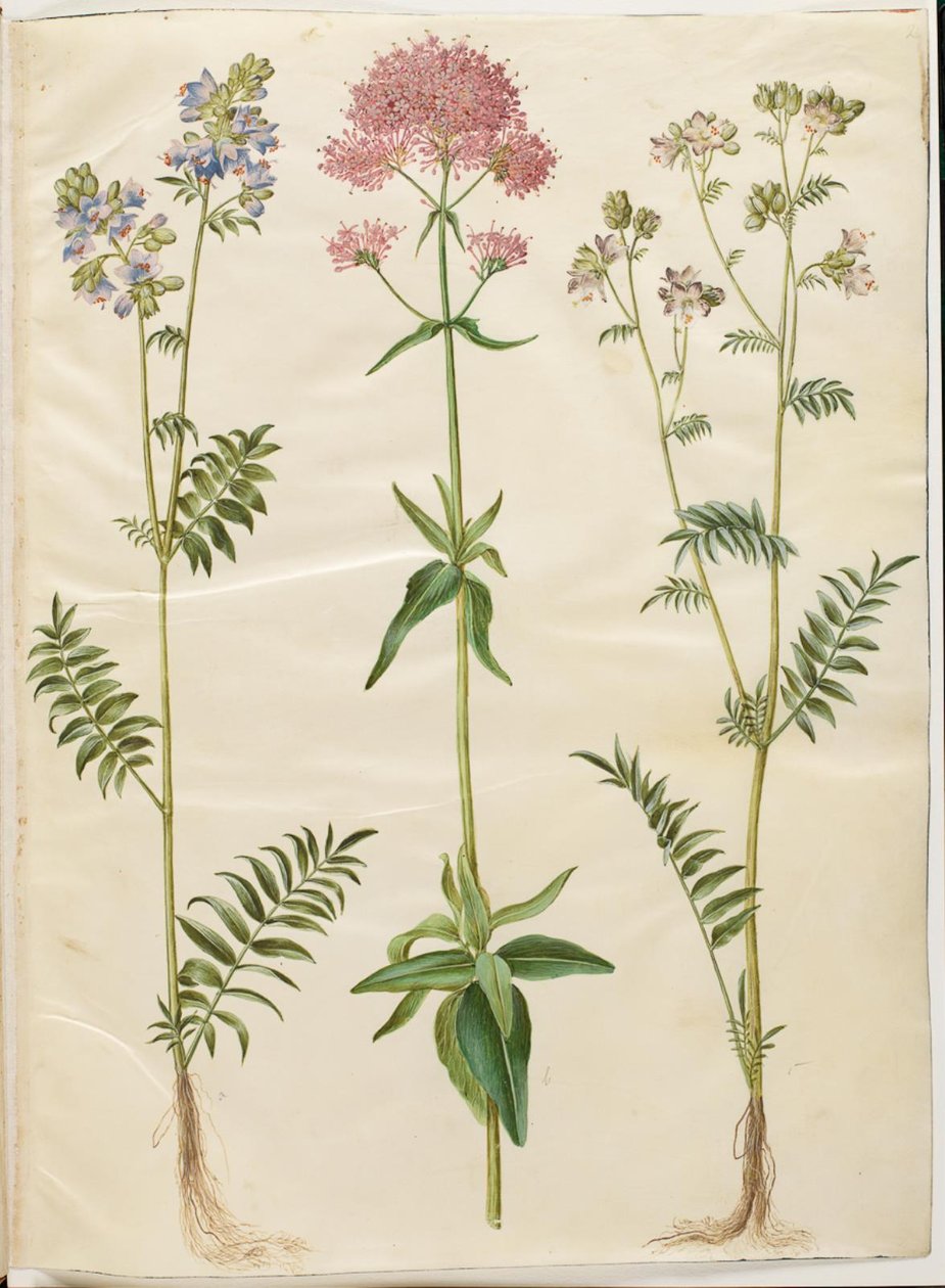 Polemonium caeruleum（普通雅各布梯）； Centranthus ruber（红刺玫） 作者 汉斯-西蒙·霍尔茨贝克