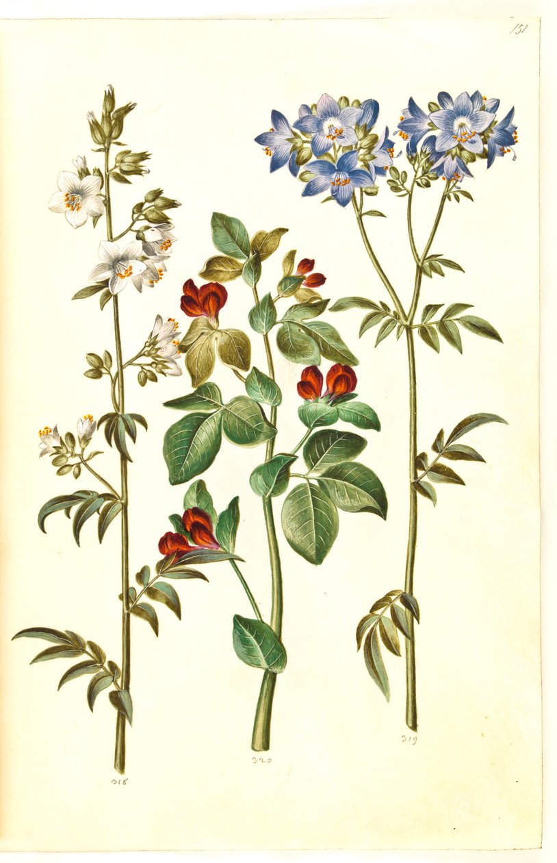 Polemonium caeruleum（普通雅各布梯）；Lotus tetragonolobus（芦笋豌豆） 作者 汉斯-西蒙·霍尔茨贝克