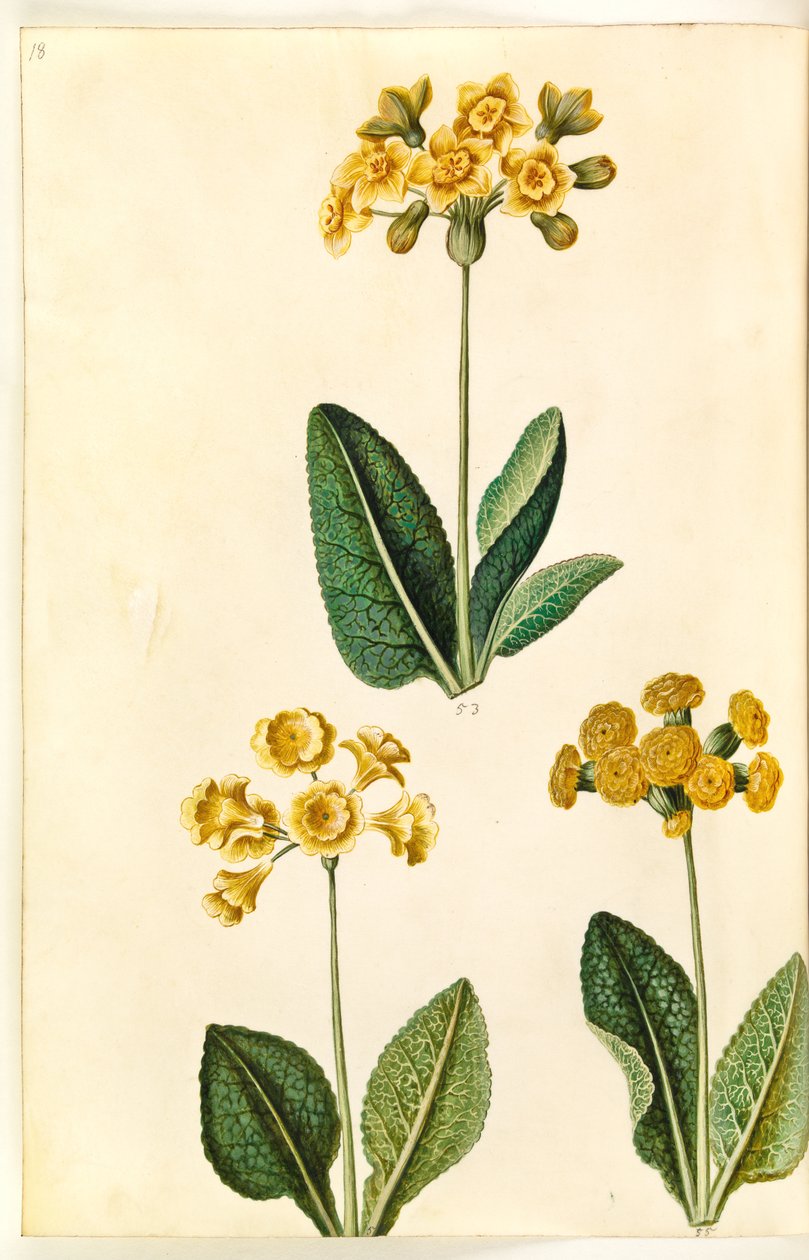 Primula ×polyantha (?); Primula veris (?) 作者 汉斯-西蒙·霍尔茨贝克