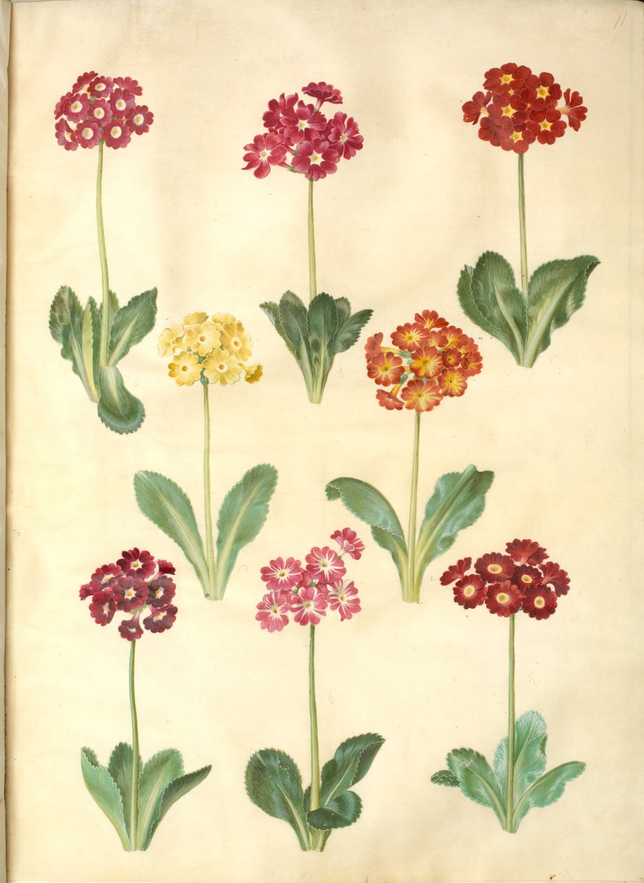 Primula ×pubescens（花园康乃馨） 作者 汉斯-西蒙·霍尔茨贝克