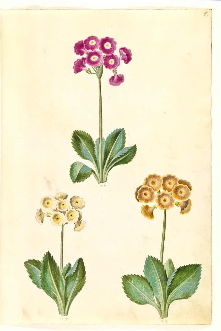 Primula ×pubescens（花园康乃馨） 作者 汉斯-西蒙·霍尔茨贝克