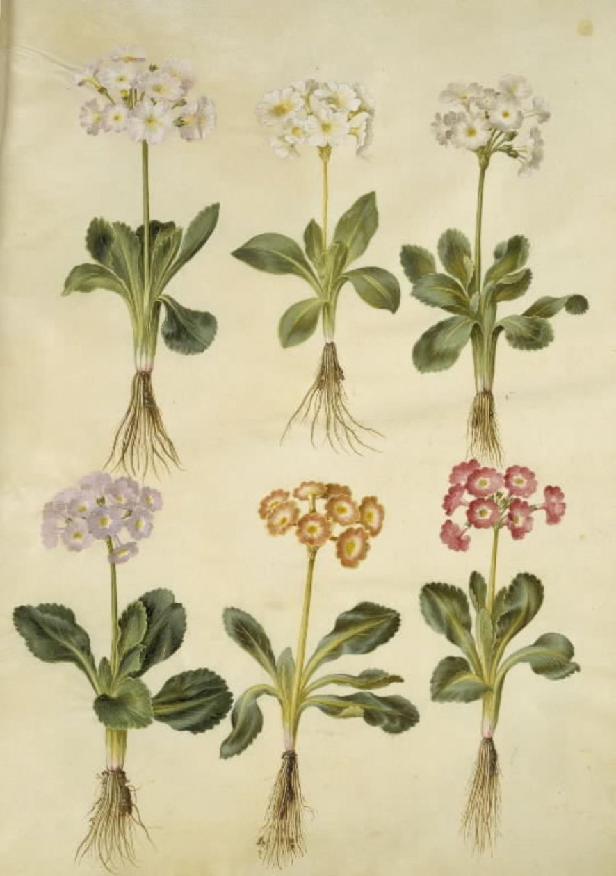 Primula ×pubescens（花园康乃馨） 作者 汉斯-西蒙·霍尔茨贝克