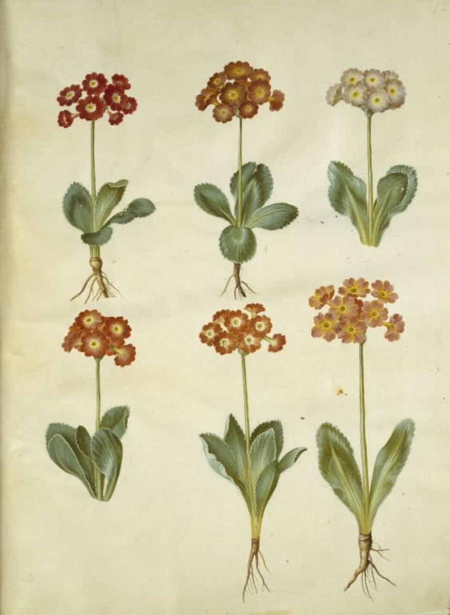 Primula ×pubescens（花园康乃馨） 作者 汉斯-西蒙·霍尔茨贝克