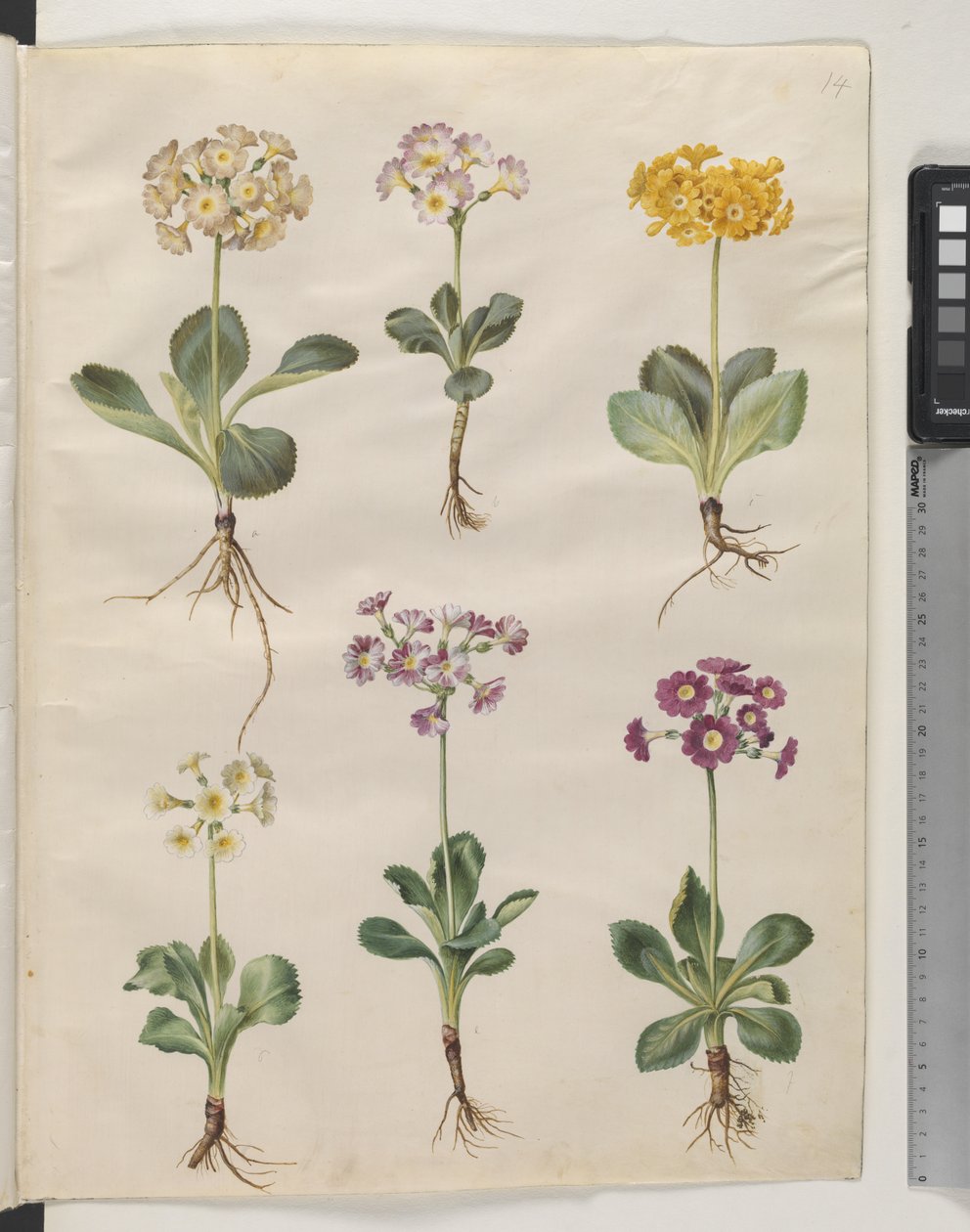 Primula ×pubescens Wulfen（花园康乃馨） 作者 汉斯-西蒙·霍尔茨贝克