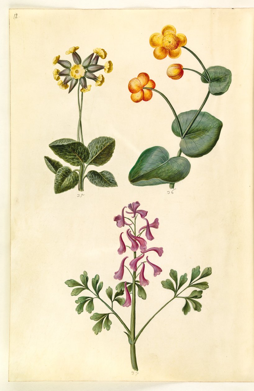 报春花（空心领报春花）；Caltha palustris（草甸蟹草）；Corydalis cava（空心红色飞燕草） 作者 汉斯-西蒙·霍尔茨贝克