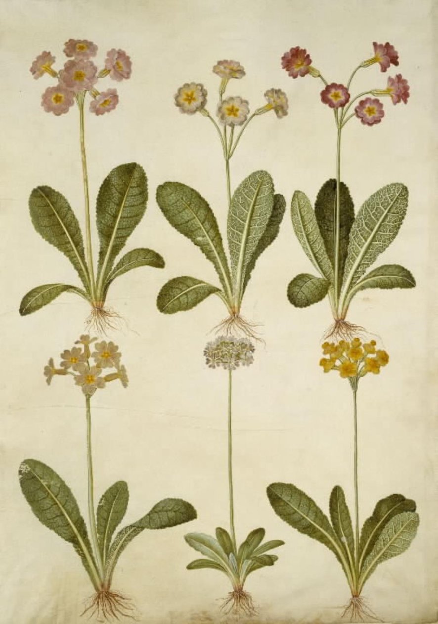 报春花（空心领报春花的杂交种）；报春花（蚧壳报春花） 作者 汉斯-西蒙·霍尔茨贝克