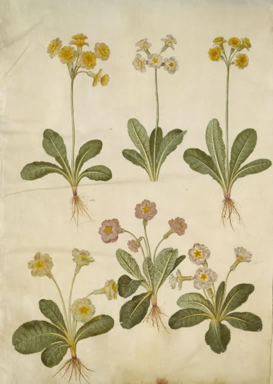 报春花（空心领报春花的杂交种）；报春花（大花报春花的杂交种） 作者 汉斯-西蒙·霍尔茨贝克