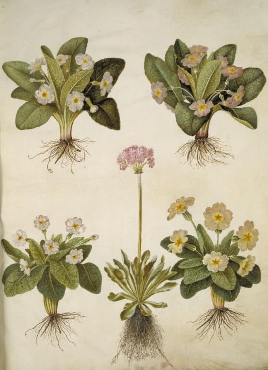 报春花（大花报春花的杂交种）；报春花（蚧壳类报春花） 作者 汉斯-西蒙·霍尔茨贝克