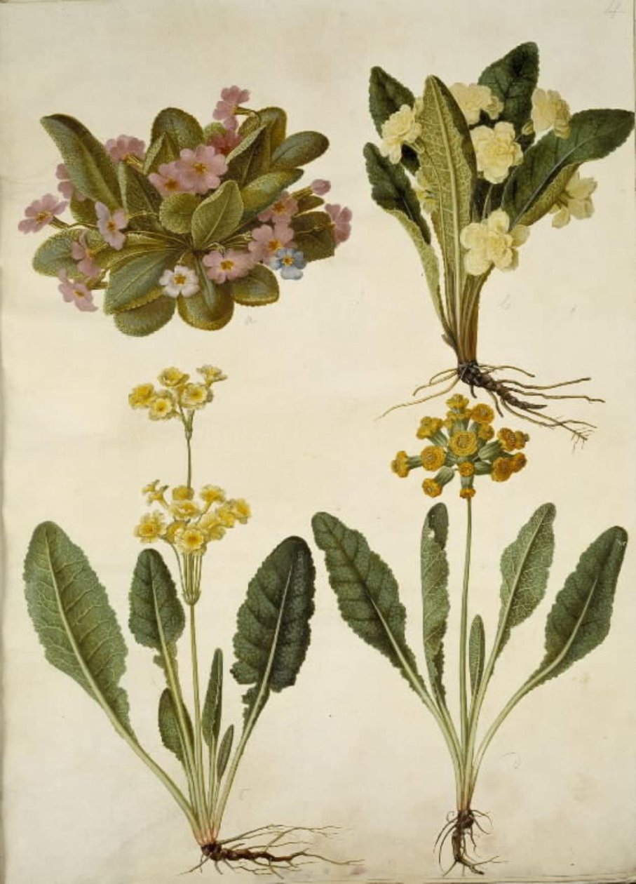 报春花（嘉年华报春花）；报春花（大花报春花杂交种）；报春花（空心领报春花杂交种） 作者 汉斯-西蒙·霍尔茨贝克