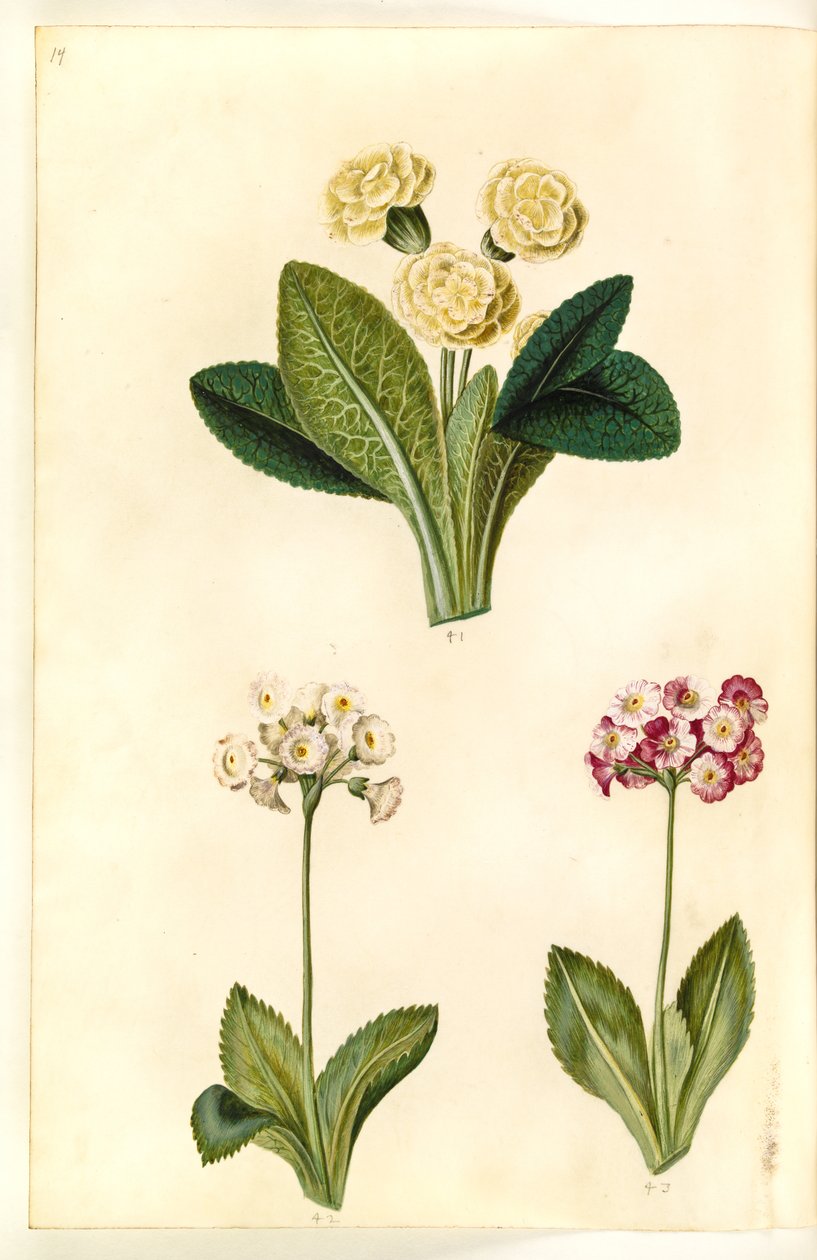 Primula vulgaris（大花报春花）； Primula ×pubescens（花园报春花） 作者 汉斯-西蒙·霍尔茨贝克
