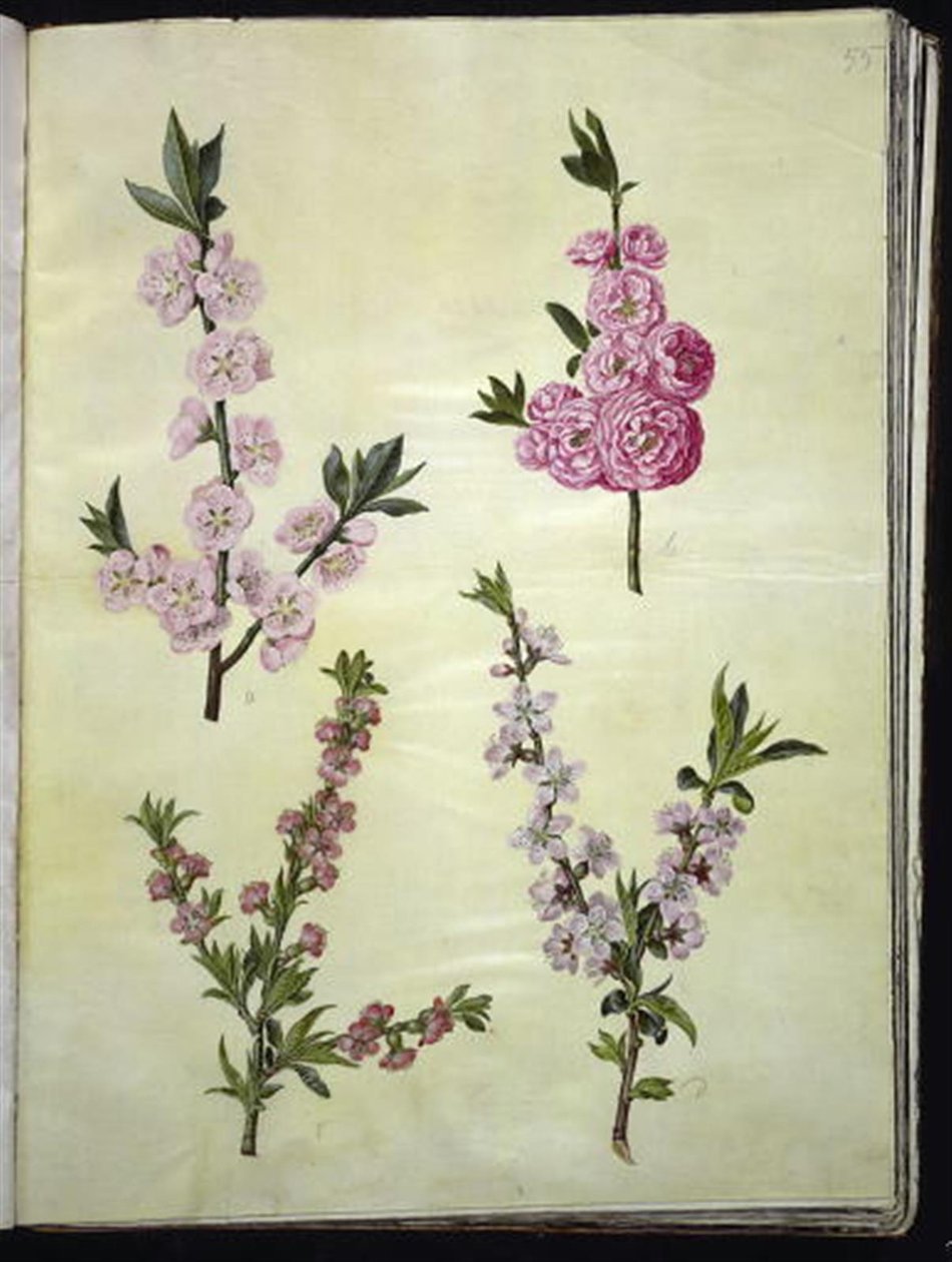 Prunus dulcis（杏仁）； Prunus persica（桃子） 作者 汉斯-西蒙·霍尔茨贝克