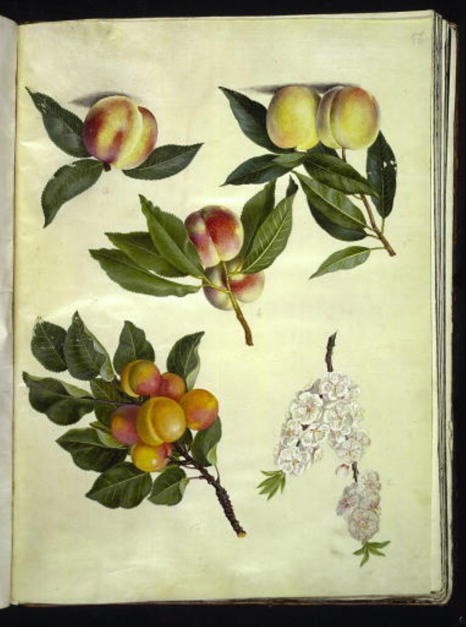 桃（Prunus persica）；杏（Prunus armeniaca）。 作者 汉斯-西蒙·霍尔茨贝克