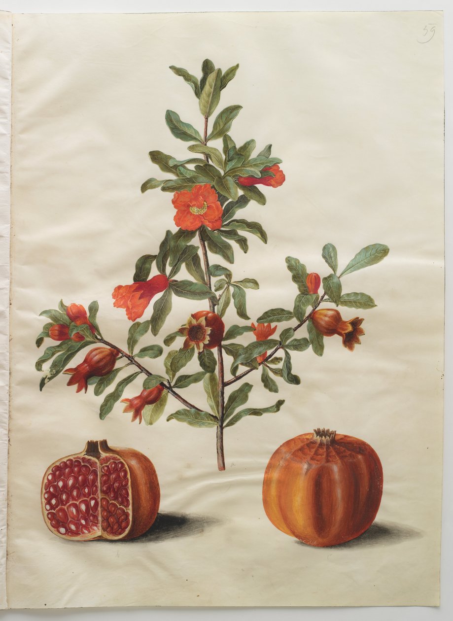 Punica granatum simp et pl 作者 汉斯-西蒙·霍尔茨贝克