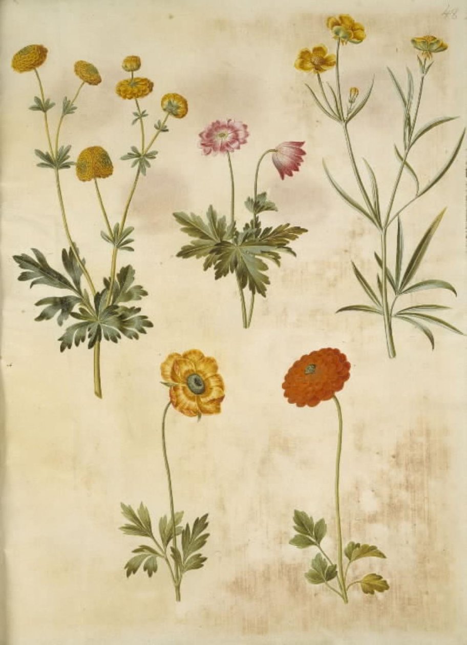 Ranunculus acris (guldknap-ranunculus); Anemone nemorosa (hvid anemone); Ranunculus illyricus (steppe-ranunculus); Ranunculus asiaticus (have-ranunculus) 作者 汉斯-西蒙·霍尔茨贝克