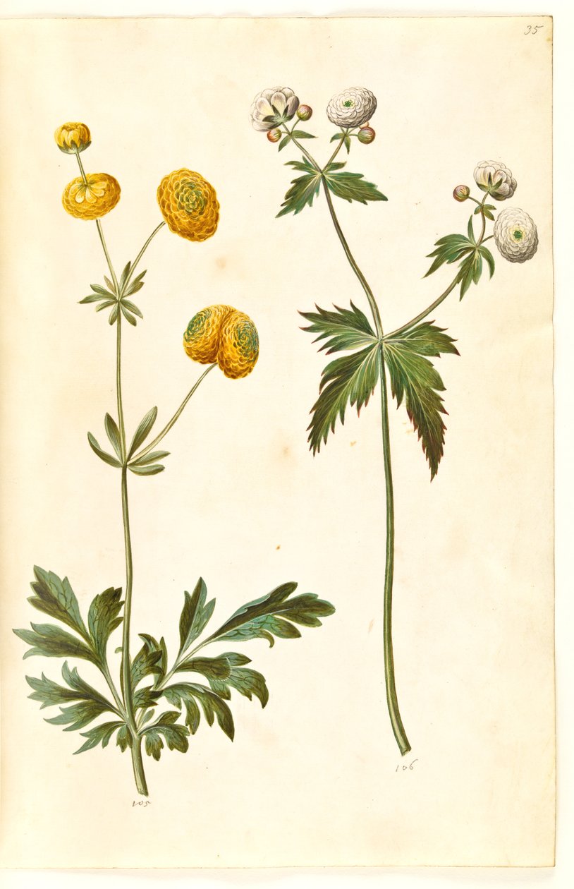 Ranunculus acris (guldknap-ranunculus); Ranunculus aconitifolius (sølvknap-ranunculus) 作者 汉斯-西蒙·霍尔茨贝克