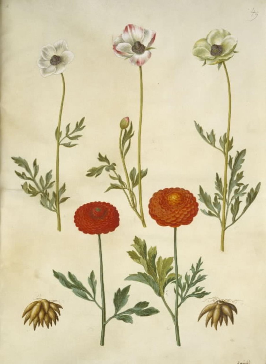 Ranunculus asiaticus (have-ranculus) 作者 汉斯-西蒙·霍尔茨贝克