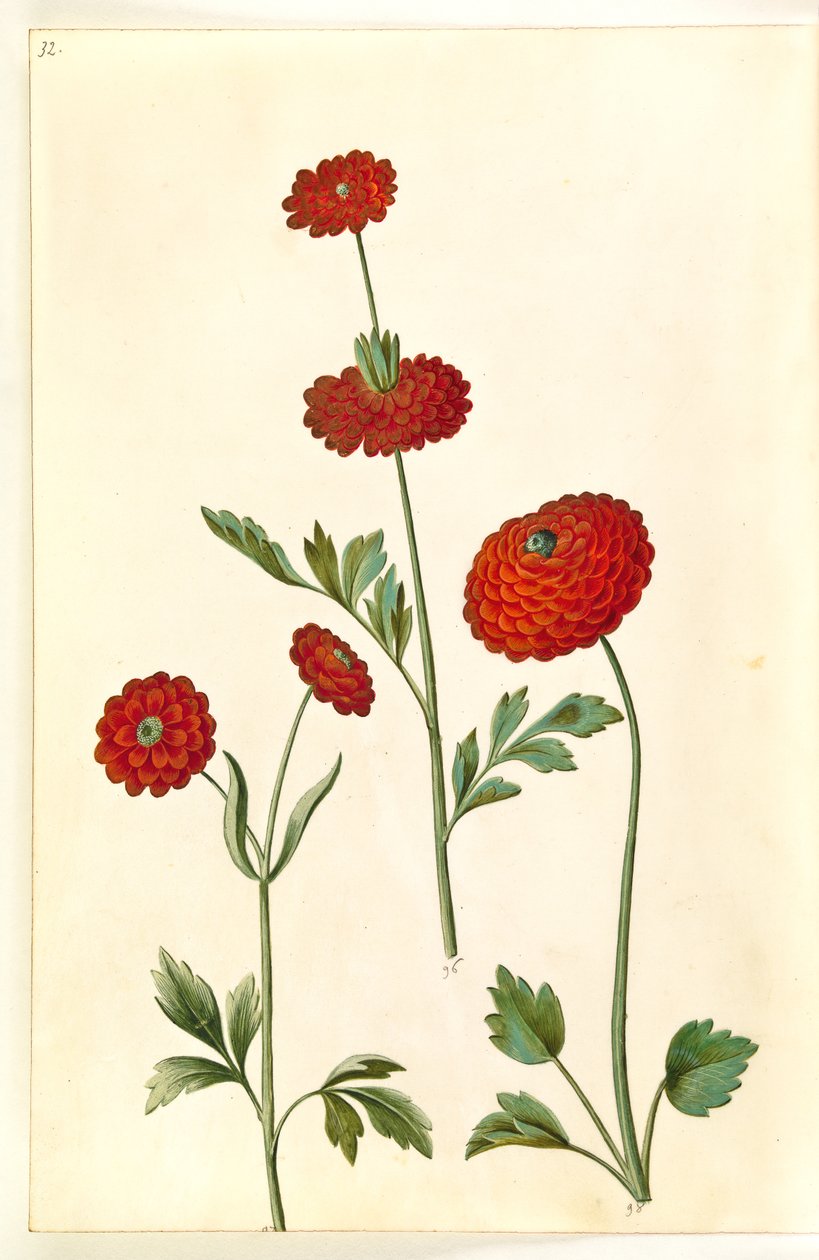 Ranunculus asiaticus (have-ranculus) 作者 汉斯-西蒙·霍尔茨贝克