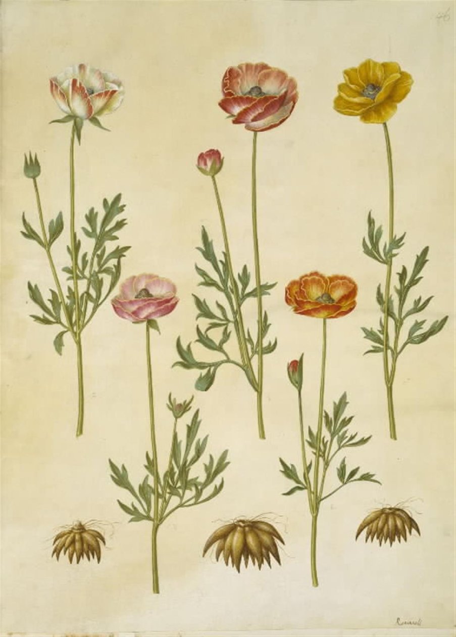 Ranunculus asiaticus (have-ranculus) 作者 汉斯-西蒙·霍尔茨贝克