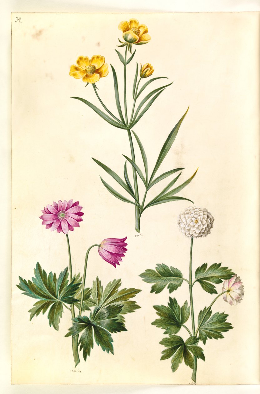 Ranunculus illyricus（草原小牡丹）；Anemone nemorosa（海葵） 作者 汉斯-西蒙·霍尔茨贝克