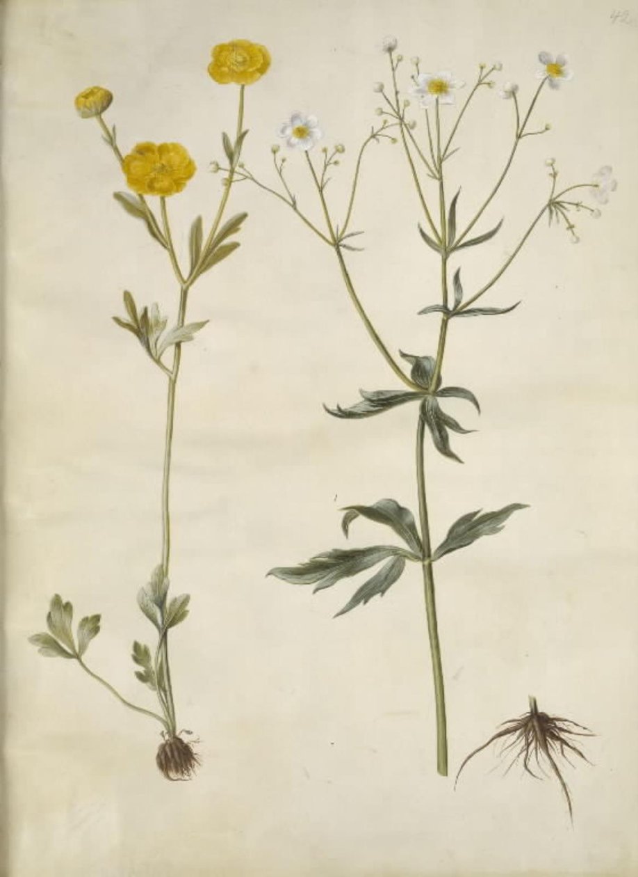 Ranunculus monspeliacus (silke ranunculus); Ranunculus aconitifolius (stormhatbladet ranunculus) 作者 汉斯-西蒙·霍尔茨贝克