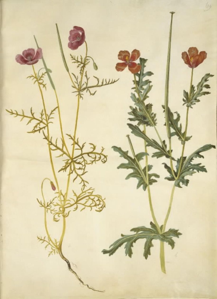 Roemeria hybrida（紫角罂粟）；Glaucium corniculatum（红角罂粟） 作者 汉斯-西蒙·霍尔茨贝克