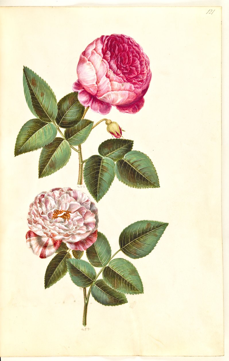 Rosa ×centifolia (centifolie-rose); Rosa gallica versicolor (