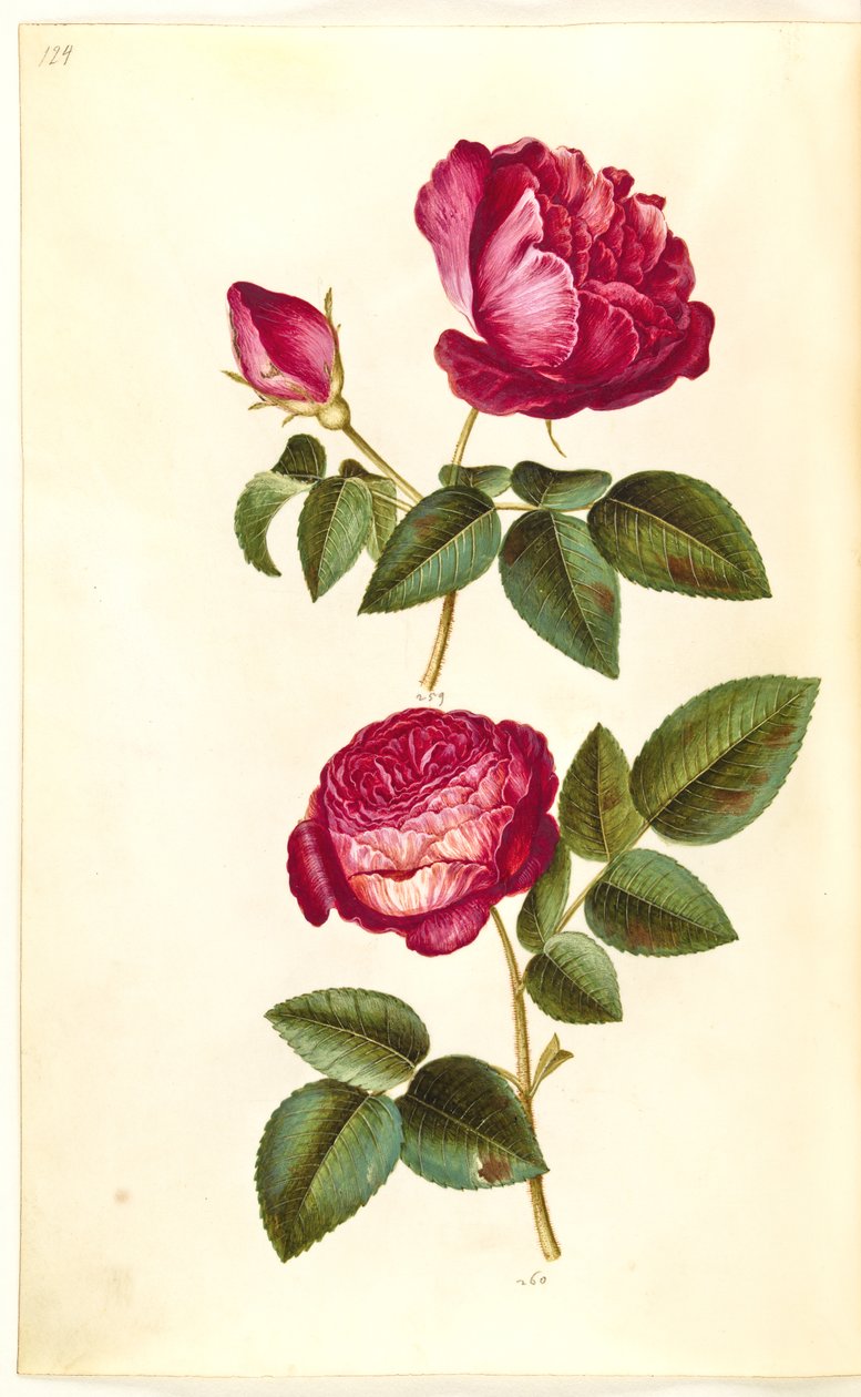 Rosa gallica (apoteker-rose); Rosa (?) (rose) 作者 汉斯-西蒙·霍尔茨贝克