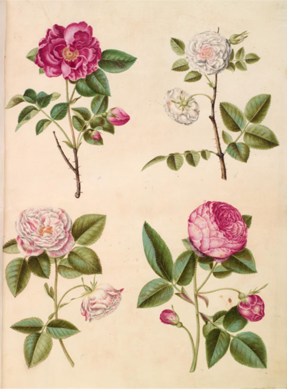 Rosa gallica (apoteker-rose); Rosa ×alba (hvid rose); Rosa gallica (Rosa Mundi); Rosa ×centifolia (centifolie-rose) 作者 汉斯-西蒙·霍尔茨贝克