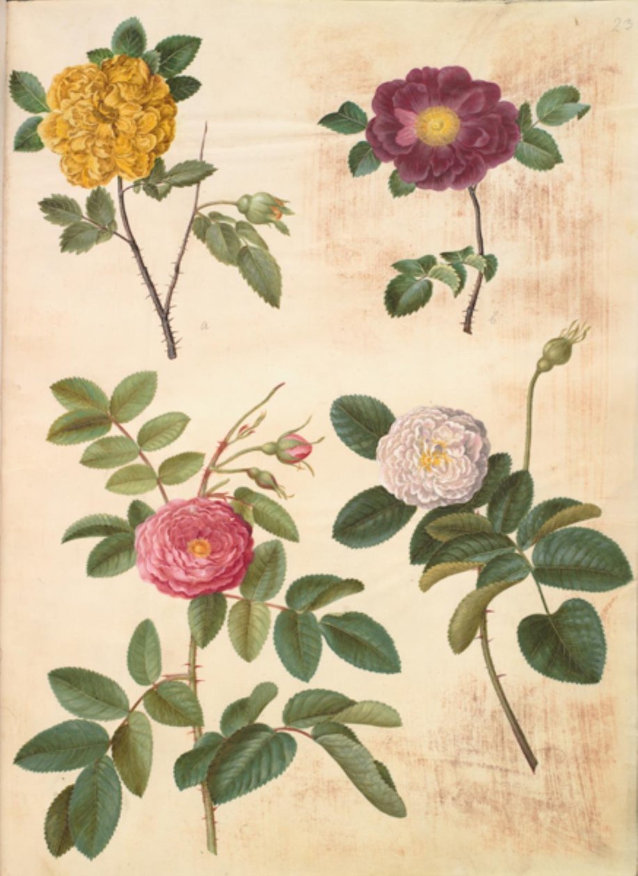 Rosa hemisphaerica (svovlgul rose); Rosa gallica (fløjls-rose); Rosa ×damascena (damascener-rose) 作者 汉斯-西蒙·霍尔茨贝克