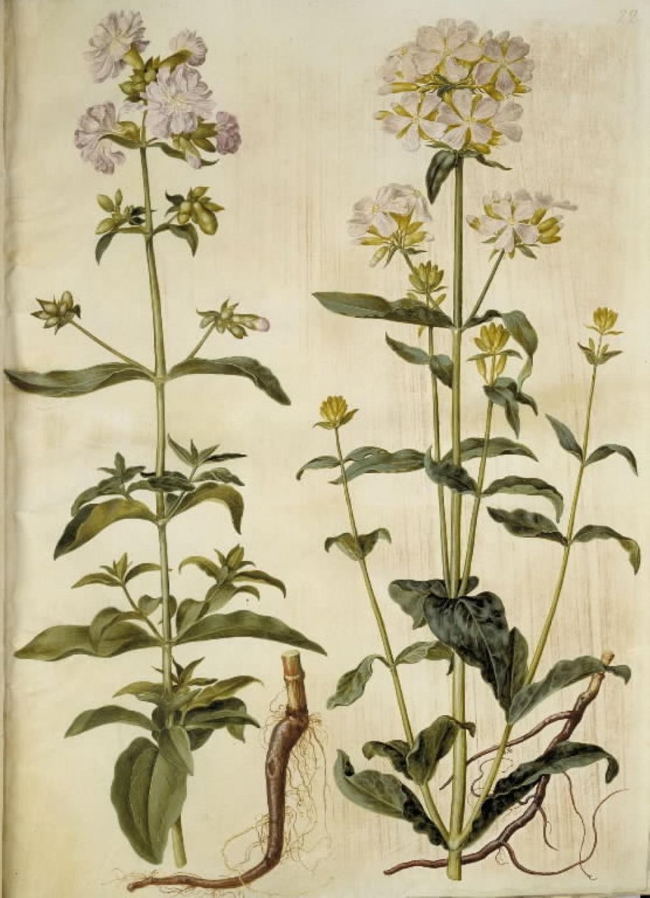 普通皂草 作者 汉斯-西蒙·霍尔茨贝克