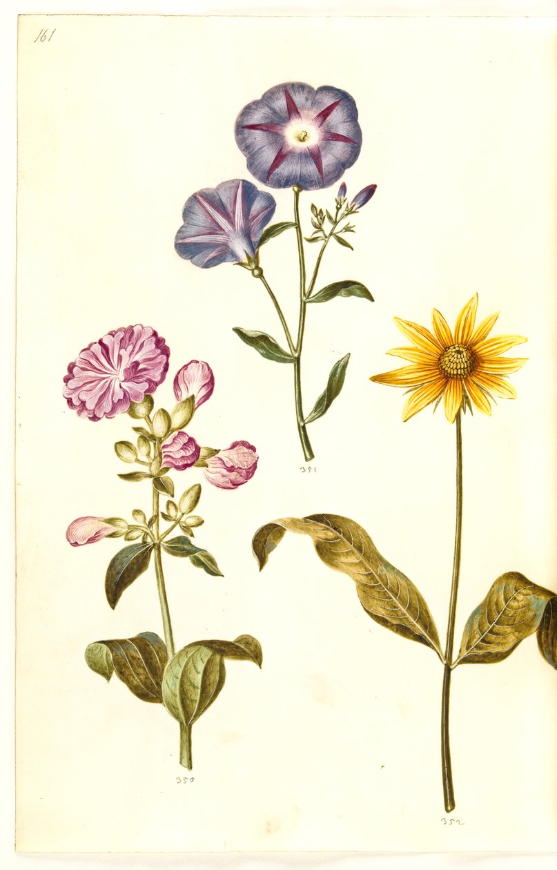 Saponaria officinalis（普通肥皂草）；Convolvulus tricolor（女贞裙）；Helianthus（？ 作者 汉斯-西蒙·霍尔茨贝克