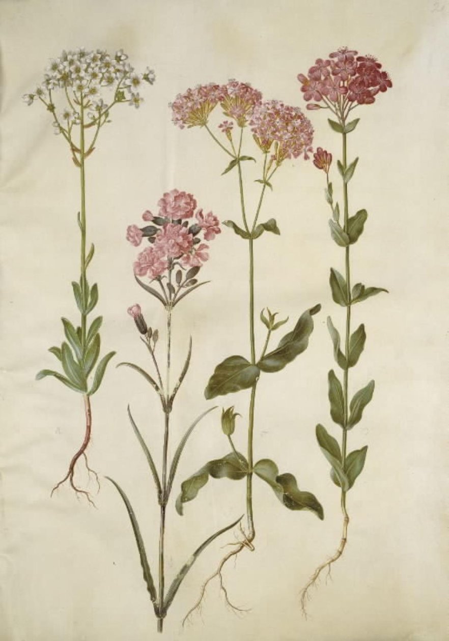 Saxifraga paniculata（岩虎耳草）；Silene viscaria（普通芋草）；Silene armeria（钮扣蒿）； 作者 汉斯-西蒙·霍尔茨贝克