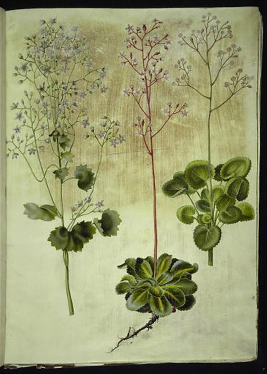 圆叶虎耳草（Saxifraga rotundifolia）；阴影虎耳草（Saxifraga umbrosa）；瓷器花（Saxifraga geum） 作者 汉斯-西蒙·霍尔茨贝克